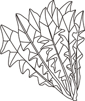 オクラ の画像素材 41337310 イラスト素材ならイメージナビ