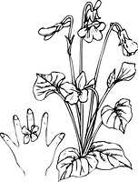 スミレのシルエット の画像素材 41400376 イラスト素材ならイメージナビ