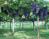 ぶどうの木 の画像素材 50011781 写真素材ならイメージナビ