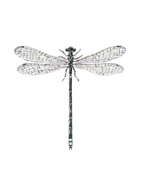 チョウトンボ の画像素材 70147713 イラスト素材ならイメージナビ