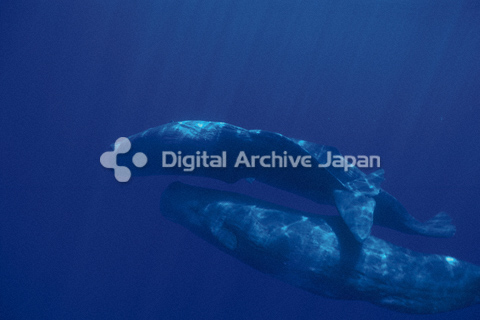Daj Digital Images Da278 クジラ Daj Digital Images 写真素材 デザインポケット