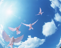 空を飛ぶ鳥 の画像素材 写真素材ならイメージナビ