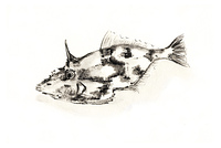 ドジョウ の画像素材 イラスト素材ならイメージナビ