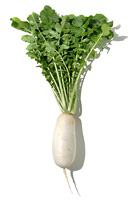 桜島大根 の画像素材 写真素材ならイメージナビ