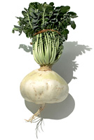 桜島大根 の画像素材 写真素材ならイメージナビ