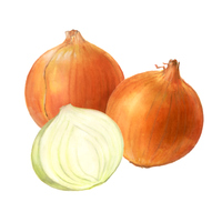 玉ねぎ 野菜の手描きイラスト の画像素材 イラスト素材ならイメージナビ