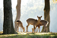 奈良公園の鹿 の画像素材 写真素材ならイメージナビ