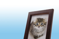 遺影 の画像素材 写真素材ならイメージナビ