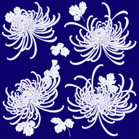 菊 乱菊の素材】の画像素材(31038126) | CG素材ならイメージナビ