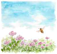 レンゲ畑とモンシロチョウ の画像素材 イラスト素材ならイメージナビ