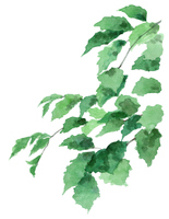 樹の枝葉 の画像素材 イラスト素材ならイメージナビ