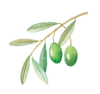 オリーブ の画像素材 イラスト素材ならイメージナビ