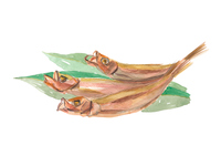 子持ちししゃも 一夜干し の画像素材 イラスト素材ならイメージナビ