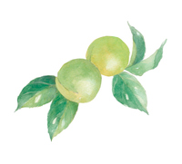 梅 青梅 の画像素材 イラスト素材ならイメージナビ