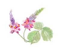 女郎花 オミナエシ の画像素材 イラスト素材ならイメージナビ