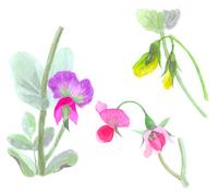 ふきのとう の画像素材 イラスト素材ならイメージナビ