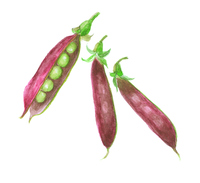 えんどう豆 の画像素材 イラスト素材ならイメージナビ