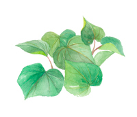 キクイモ 菊芋 の画像素材 イラスト素材ならイメージナビ