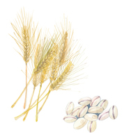 大麦 の画像素材 イラスト素材ならイメージナビ