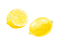 水彩 レモン の画像素材 イラスト素材ならイメージナビ