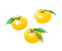 柚子 ユズ の画像素材 イラスト素材ならイメージナビ