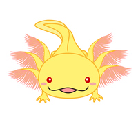 ウーパールーパー メキシコサンショウウオ アホロートル ぬりえ イラスト の画像素材 イラスト素材ならイメージナビ