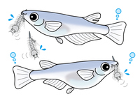 メダカ 水草 アクアリウム の画像素材 イラスト素材ならイメージナビ