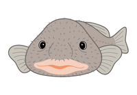 シーラカンス 深海魚 キャラクター イラスト クリップアート の画像素材 イラスト素材ならイメージナビ