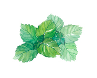 ケール の画像素材 イラスト素材ならイメージナビ