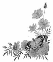 ピンクのトルコキキョウ 水彩イラスト の画像素材 イラスト素材ならイメージナビ