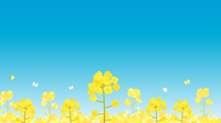 菜の花畑 の画像素材 イラスト素材ならイメージナビ