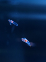 流氷の天使クリオネ の画像素材 写真素材ならイメージナビ