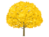 銀杏の木のイラスト の画像素材 イラスト素材ならイメージナビ