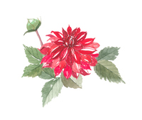 コスモス の画像素材 イラスト素材ならイメージナビ