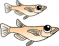 川魚 の画像素材 イラスト素材ならイメージナビ