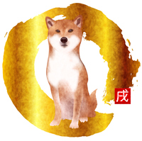 柴犬 正面 の画像素材 イラスト素材ならイメージナビ