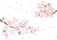 桜の背景素材 の画像素材 イラスト素材ならイメージナビ