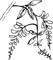 ホウセンカ の画像素材 イラスト素材ならイメージナビ
