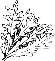 シュンギク の画像素材 イラスト素材ならイメージナビ