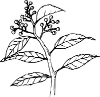 キンモクセイ の画像素材 イラスト素材ならイメージナビ