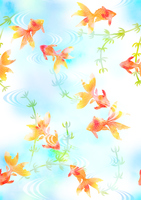 和風の金魚イラスト の画像素材 イラスト素材ならイメージナビ