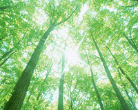 新緑の森と木漏れ日 の画像素材 写真素材ならイメージナビ