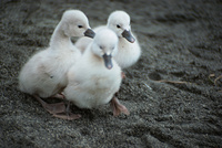 白鳥のヒナ の画像素材 写真素材ならイメージナビ