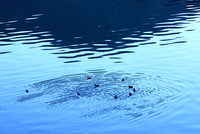 雨の波紋 の画像素材 写真素材ならイメージナビ