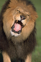 横顔 あご ライオン 肉食動物 自然 吠える 昼 の画像素材 写真素材ならイメージナビ