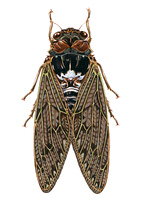 クマゼミ の画像素材 イラスト素材ならイメージナビ