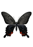 カメムシ の画像素材 イラスト素材ならイメージナビ