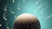 精子 卵子 受精卵 動画 の映像素材 医療 イラスト Cgの動画素材ならイメージナビ